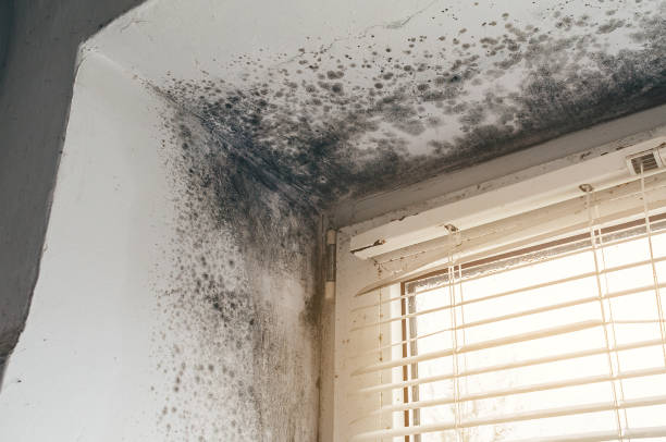 Affordable Mold Remediation solutions in Hoffman Estates, IL