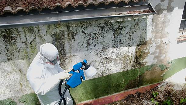 Top rated local Mold Remediation specialists in Hoffman Estates, IL